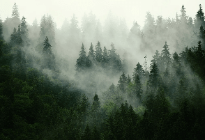 Papier peint forêt brumeuse verte - Muralconcept
