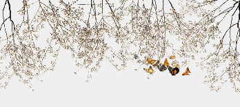 Branch & butterfly living room wallpaper, XXL, tendance