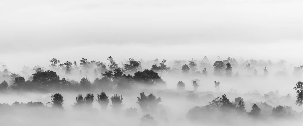 Foggy wood wallpaper