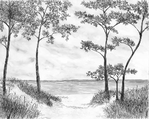 Seaside Pines and Dunes Wallpaper - Black and White