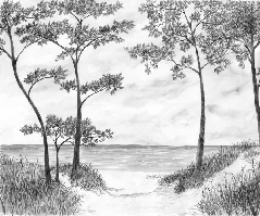 Tapete „Küstenkiefern und Dünen“ – Schwarz-Weiß