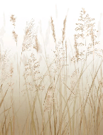 Wheat field flower wallpaper