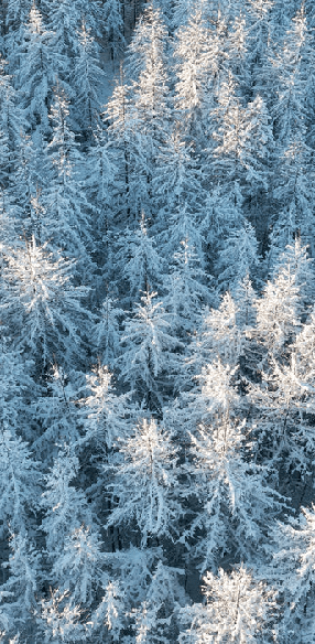 Papier peint forêt cimes Alpines - Muralconcept