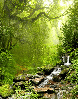 Cascade & Forest Wallpaper