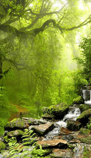 Cascade & Forest Wallpaper