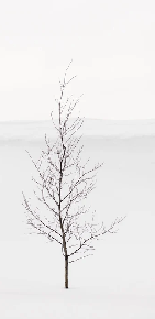 Purity Tree Wallpaper