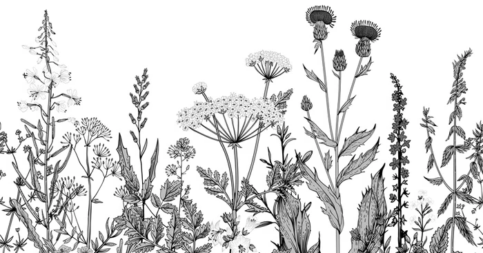 Black and white botanical folk office wallpaper