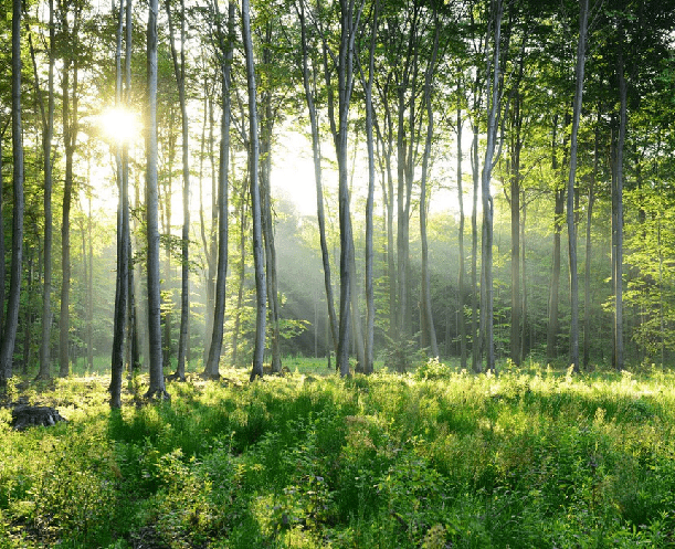 Panoramic pine forest wallpaper