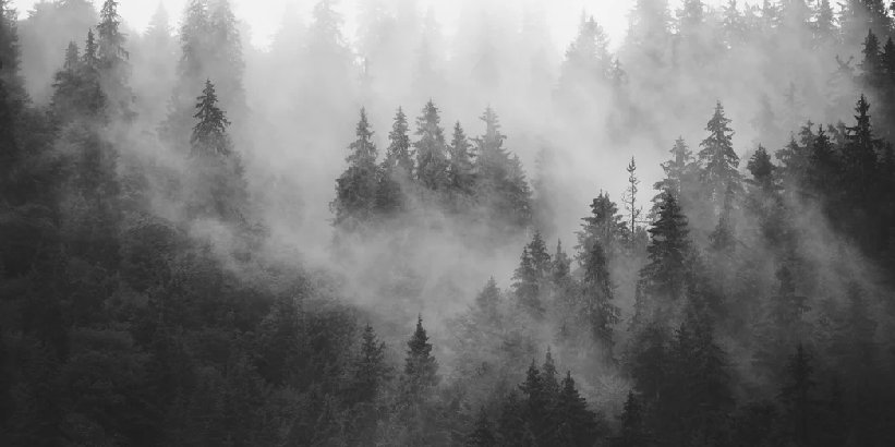 Black and white misty forest wallpaper