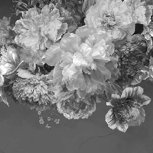 Black and white peony flower wallpaper