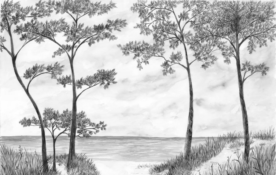 Papier peint Pins maritimes et dunes - Noir et blanc - Muralconcept