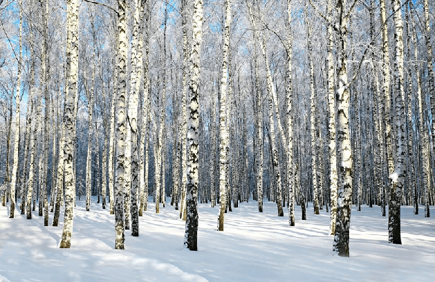 Papier peint Bouleau Wood Forêt