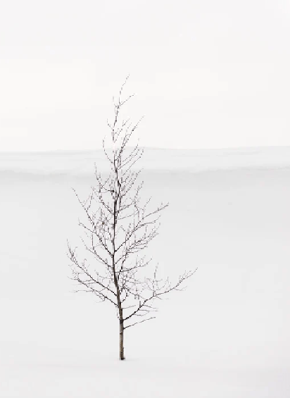 Purity Tree Wallpaper