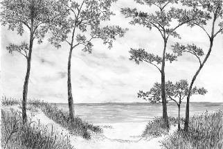 Seaside Pines and Dunes Wallpaper - Black and White