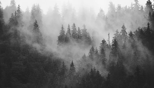 Black and white misty forest wallpaper