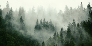 Green misty forest wallpaper