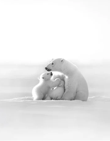 Panoramic wallpaper - Arctic Horizon