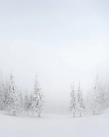 Panoramic snow-covered forest wallpaper