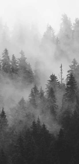 Papier peint forêt brumeuse noir et blanc - Muralconcept
