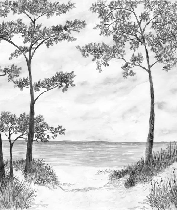 Seaside Pines and Dunes Wallpaper - Black and White