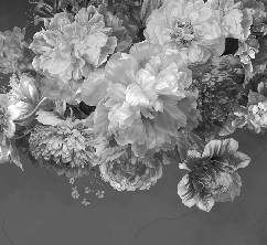 Black and white peony flower wallpaper