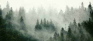Green misty forest wallpaper
