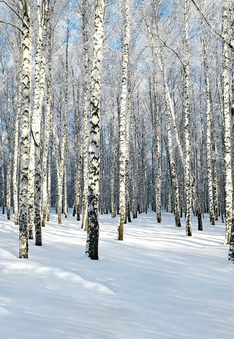 Papier peint Bouleau Wood Forêt - Muralconcept