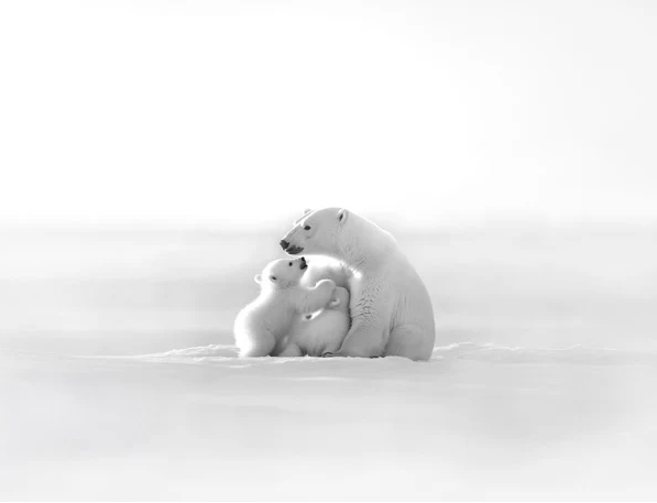 Panoramic wallpaper - Arctic Horizon