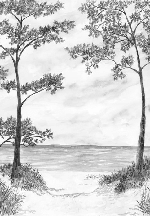 Papier peint Pins maritimes et dunes - Noir et blanc - Muralconcept