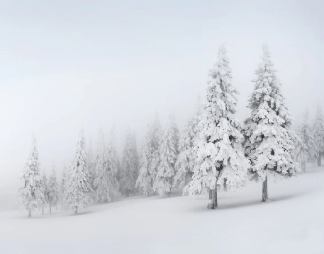 Panoramic snow-covered forest wallpaper