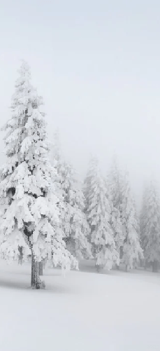Panoramic snow-covered forest wallpaper