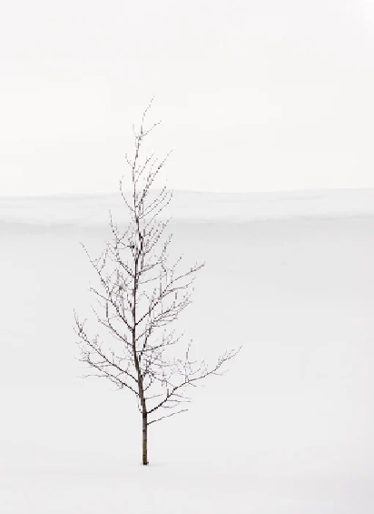 Purity Tree Wallpaper