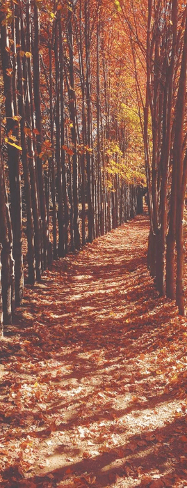 Panoramic wallpaper autumn path