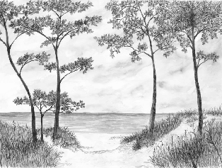 Papier peint Pins maritimes et dunes - Noir et blanc - Muralconcept