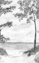 Papier peint Pins maritimes et dunes - Noir et blanc - Muralconcept