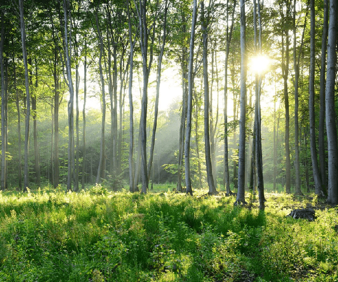 Panoramic pine forest wallpaper