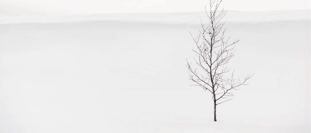Papier peint pureté arbre - Muralconcept