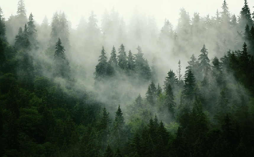 Green misty forest wallpaper