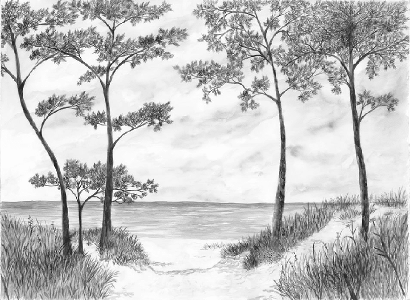 Papier peint Pins maritimes et dunes - Noir et blanc - Muralconcept