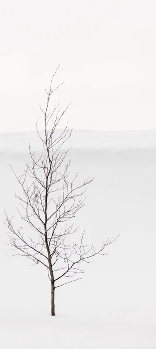 Purity Tree Wallpaper