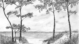 Papier peint Pins maritimes et dunes - Noir et blanc - Muralconcept