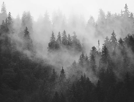 Papier peint forêt brumeuse noir et blanc, XXL, tendance