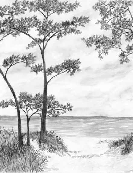 Papier peint Pins maritimes et dunes - Noir et blanc - Muralconcept