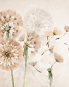 Dandelion flower wallpaper