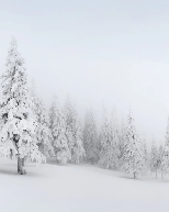 Panoramic snow-covered forest wallpaper