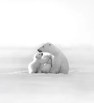 Panoramic wallpaper - Arctic Horizon