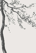 Black and white Sakura flower panoramic wallpaper