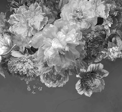 Black and white peony flower wallpaper
