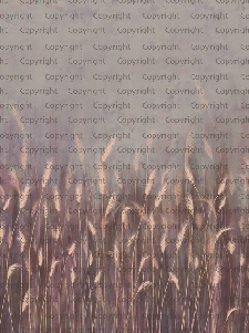 Panoramic wallpaper with pink wild grasses