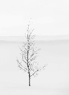 Purity Tree Wallpaper